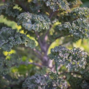 Scarlet Kale