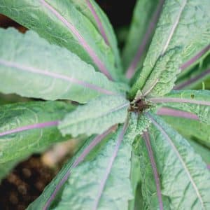 Dazzling Blue Lacinato Kale
