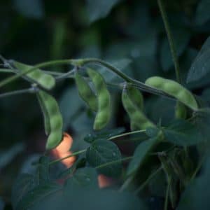 Edamame Seed