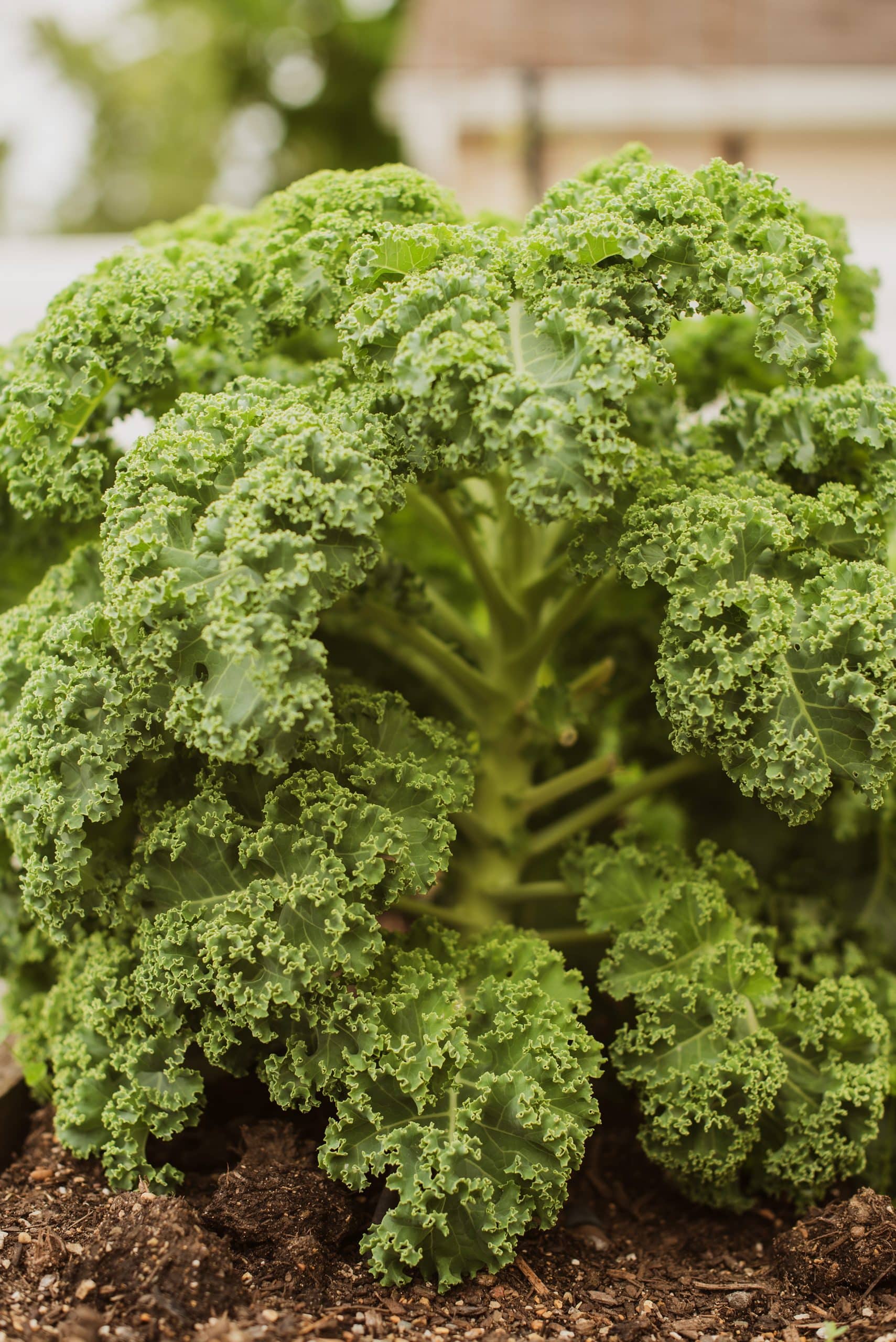 Dwarf Green Curly Kale - Homegrown Gardens