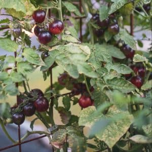 Black Strawberry
