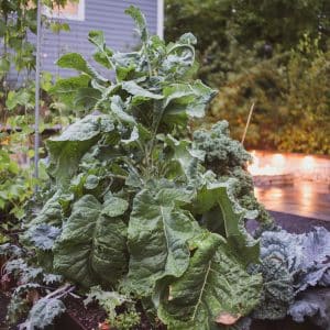 Thousandhead Kale