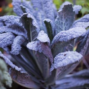 Lacinato Kale
