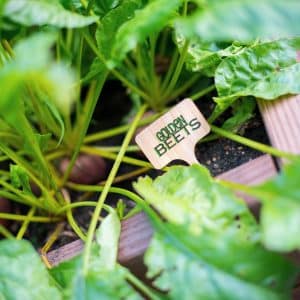 Golden Beet Seed