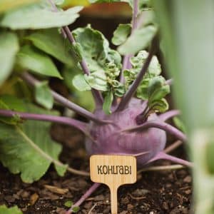 Purple Kohlrabi