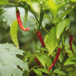 Cayenne