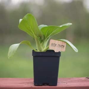 Shanghai Bok Choy