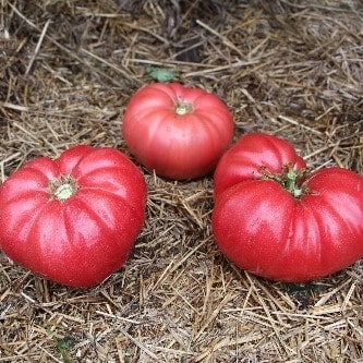 Council Bluffs - Homegrown Gardens