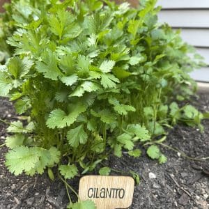 Cilantro Seed