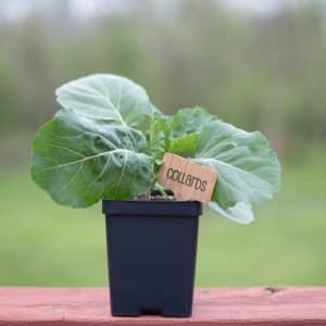 Collards