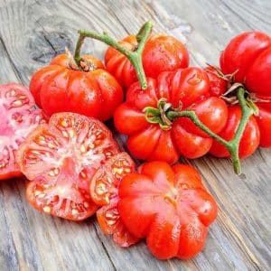Costoluto Genovese