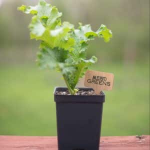 Mustard Greens
