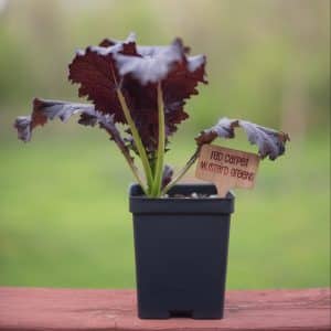 Red Carpet Mustard Greens