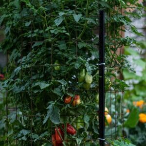 San Marzano