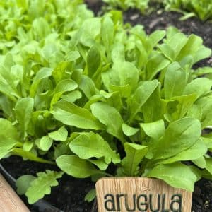 Arugula Seed
