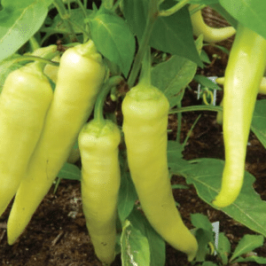 Banana Pepper