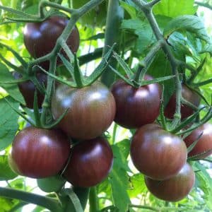 Black Cherry