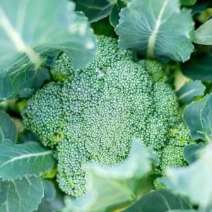 Broccoli