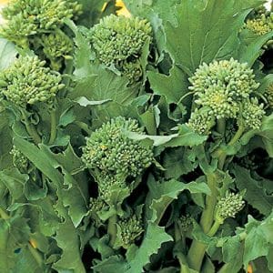 Broccoli Rabe