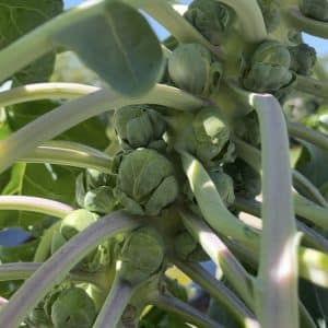 Brussels Sprouts
