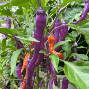 Buena Mulata