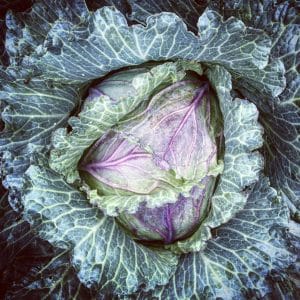 Deadon Cabbage