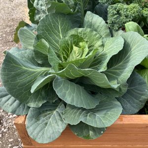 Green Cabbage 'Early Jersey Wakefield'