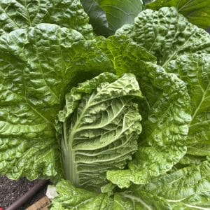Chinese Cabbage