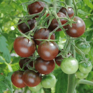 Chocolate Cherry