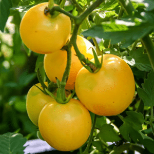 Garden Peach