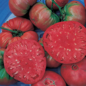 Giant Belgium