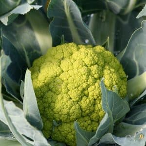 Green Macerata Cauliflower