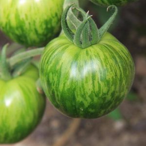 Green Zebra