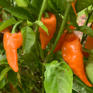 Habanada
