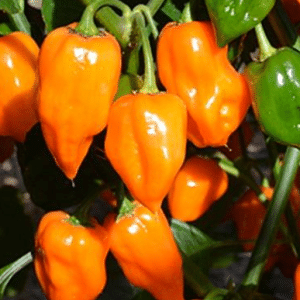 Orange Habanero