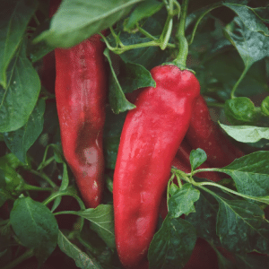 Hatch Red Chile