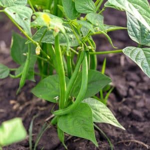 Bush Green Bean Seeds