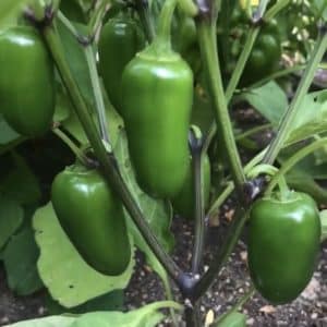 Jalapeño