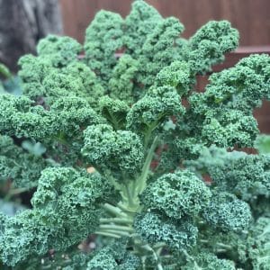 Tall Green Curly Kale