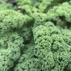 Dwarf Green Curly Kale