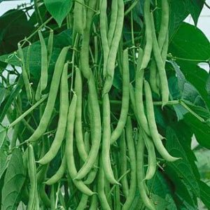 Green Pole Bean Seeds