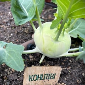 Green Kohlrabi