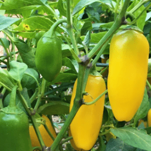 Lemon Spice Jalapeño