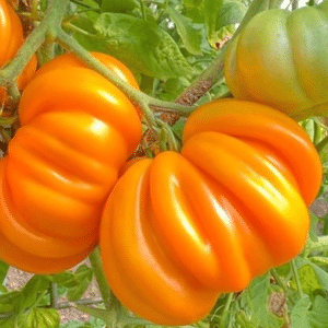 Orange Accordion