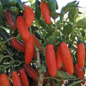 Orange Spice Jalapeño