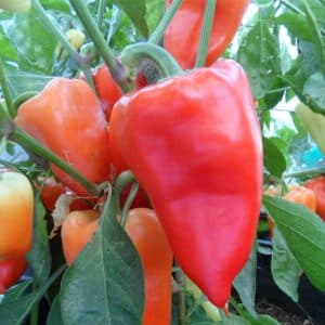 Paprika