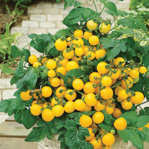 Patio Choice Yellow