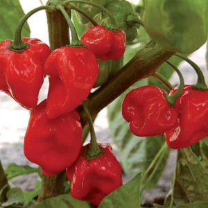 Red Habanero