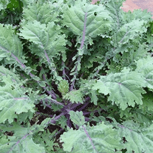 Red Russian Kale