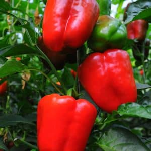 Red Bell